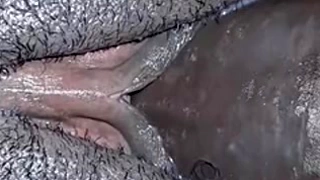 Thick with dripping pussy drooling